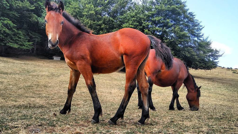Catria Horse Profile: Traits, Groom, Care, Health, Diet, Facts