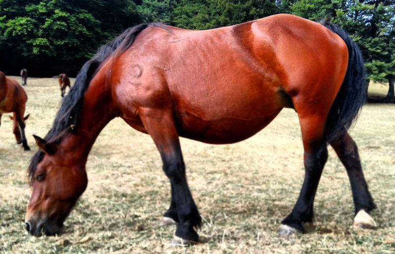 Il Cavallo del Catria, razza robusta di servizio