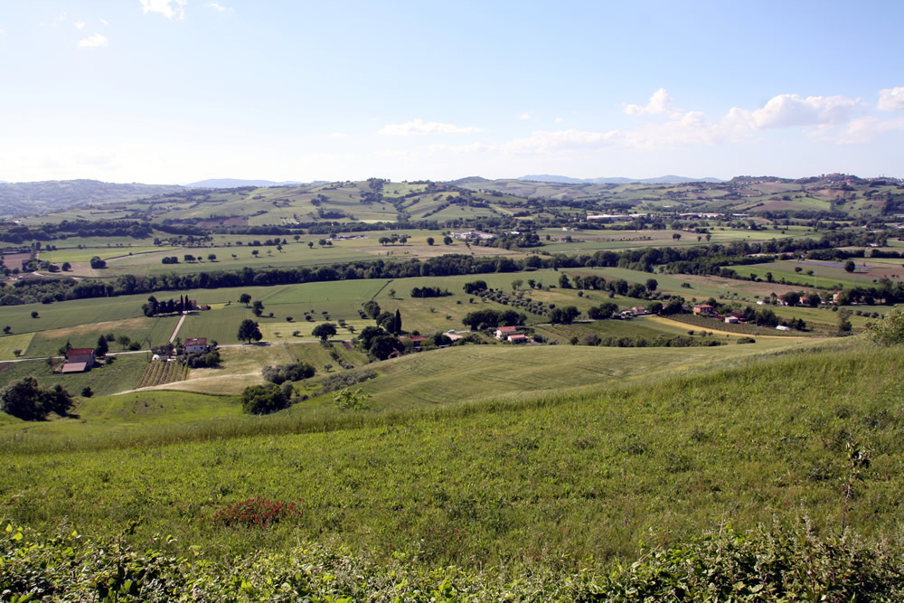 Marotta